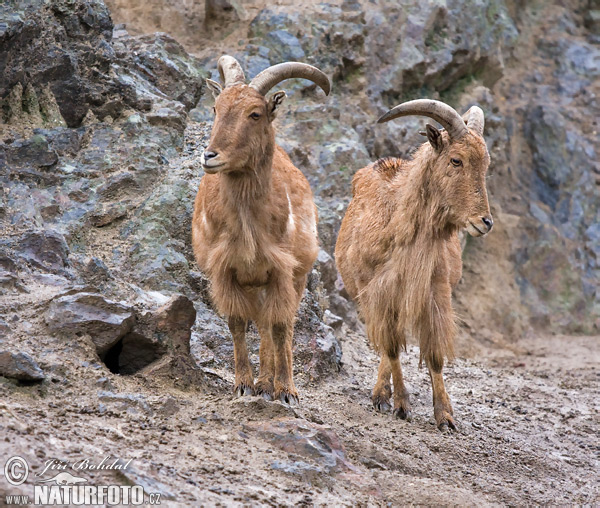 Mouflon à manchettes