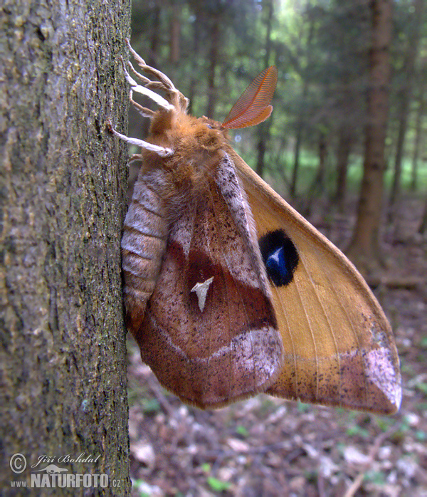 Nagelspinnare