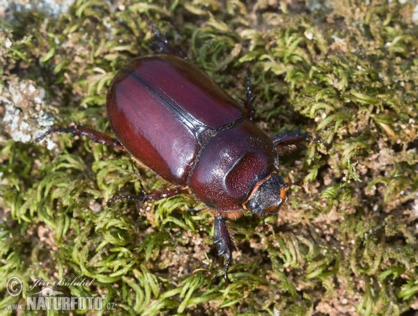 Nashornkäfer