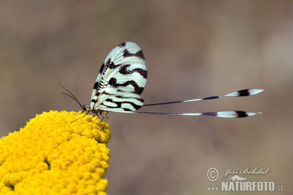 Nemoptera sinuata