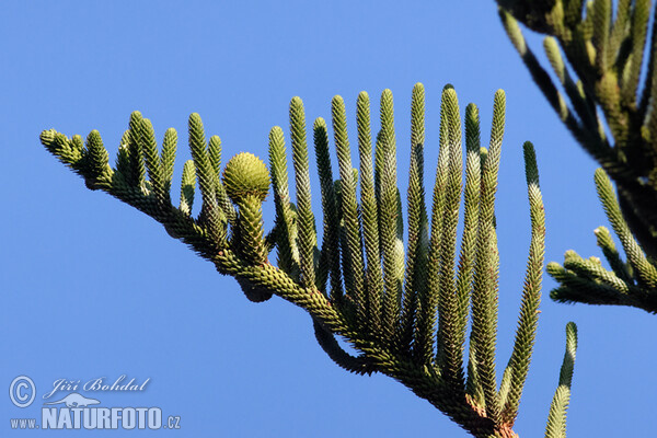 Norfolk Island Pine (Araucaria heterophylla)