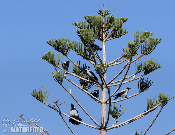 Norfolk Island Pine (Araucaria heterophylla)