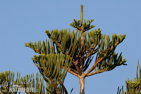 Norfolk Island Pine (Araucaria heterophylla)