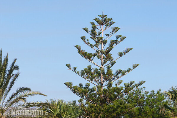 Norfolk Island Pine (Araucaria heterophylla)