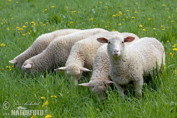 Oaie domestică