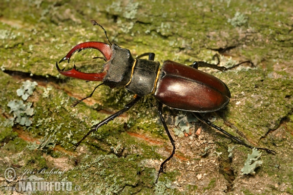 Obični jelenak