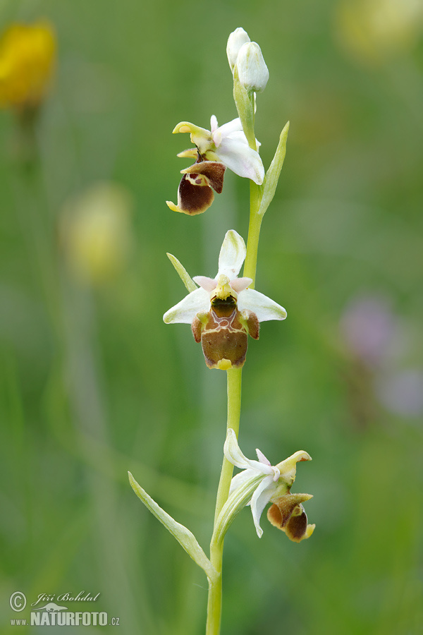 Ophrys holoserica subsp. holubyana