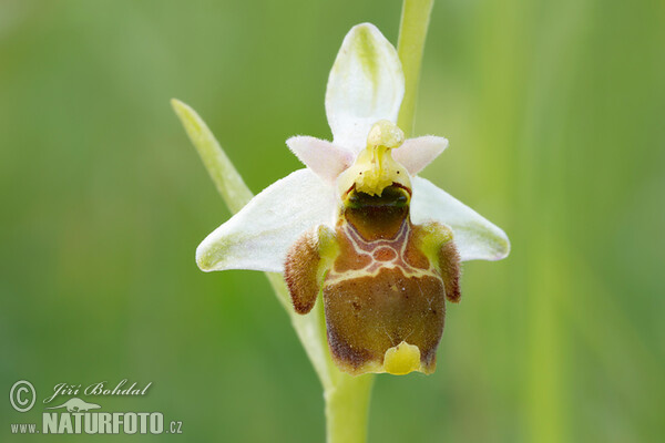 Ophrys holoserica subsp. holubyana