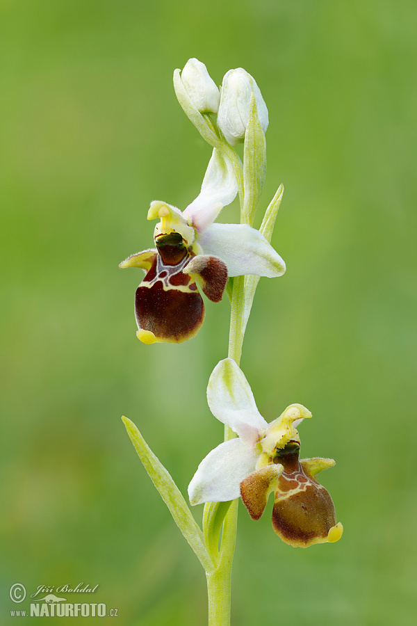 Ophrys holoserica subsp. holubyana