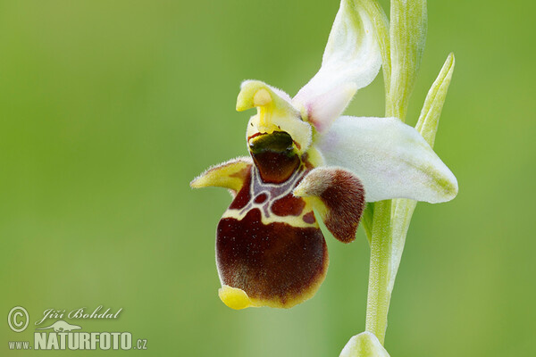 Ophrys holoserica subsp. holubyana