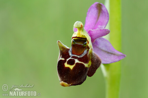 Ophrys holoserica subsp. holubyana