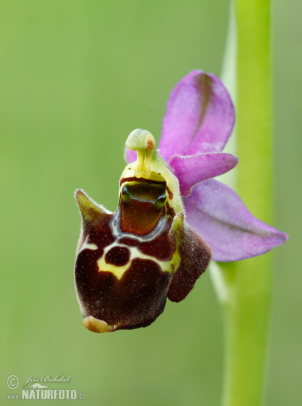 Ophrys holoserica subsp. holubyana