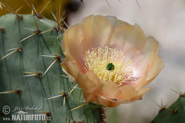 Opuntia sp.