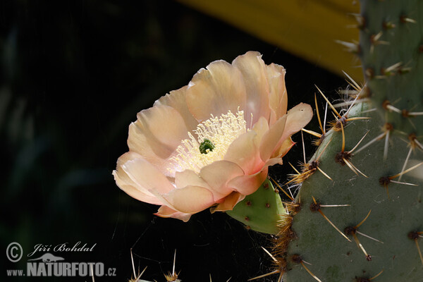 Opuntia sp.