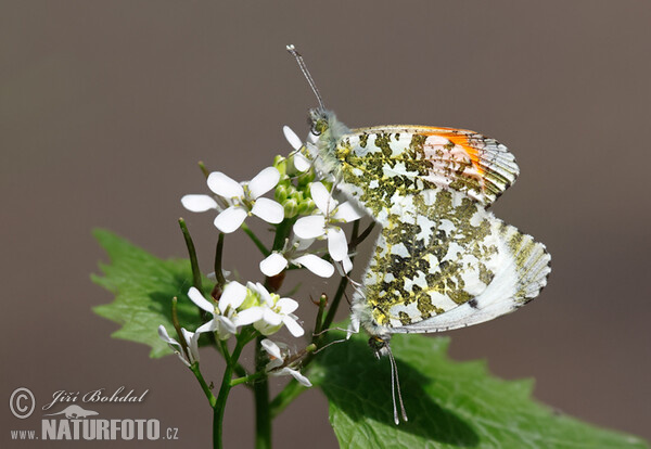 Orange Tip (Anthocharis cardamines)