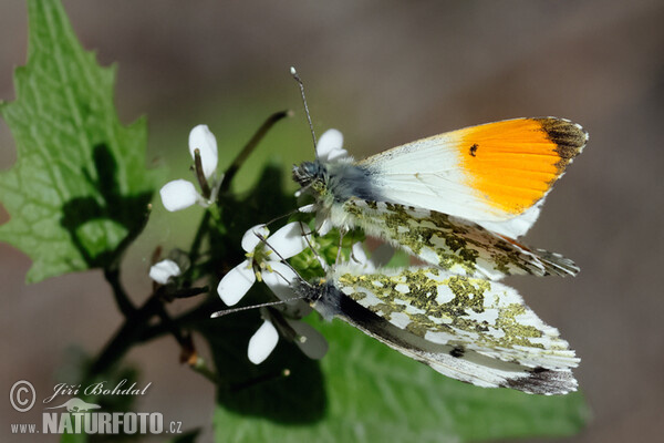 Orange Tip (Anthocharis cardamines)