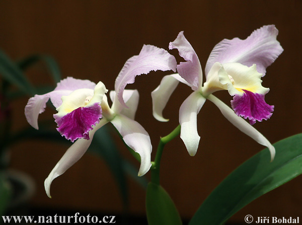 Orchideeënfamilie