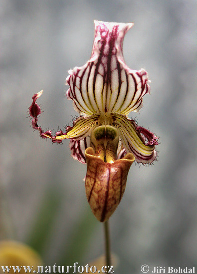 Orchideeënfamilie