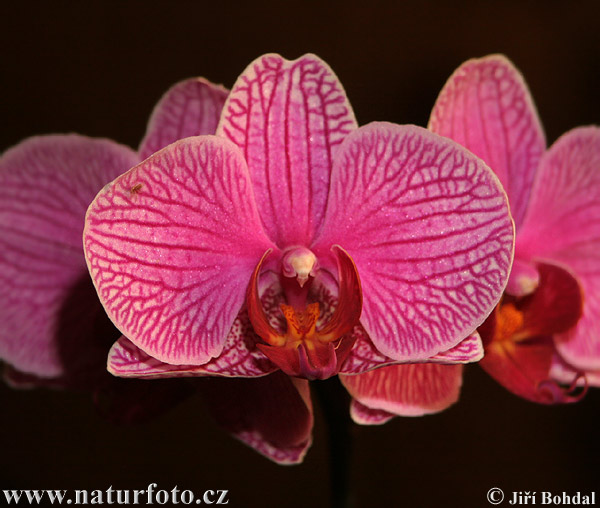 Orchideeënfamilie