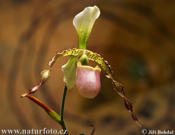 Orchideeënfamilie