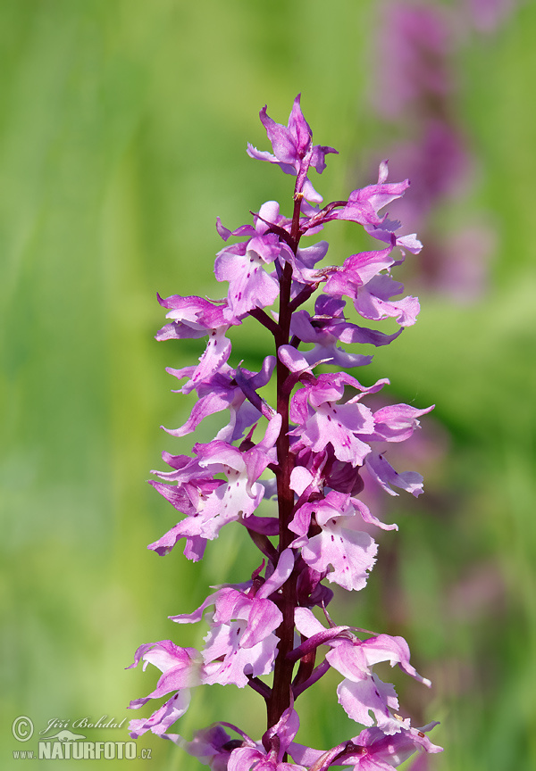 Orchis mascula subsp. speciosa