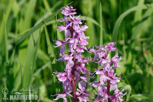 Orchis mascula subsp. speciosa