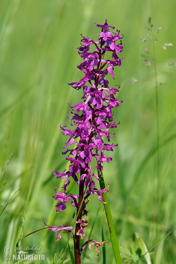 Orchis mascula subsp. speciosa