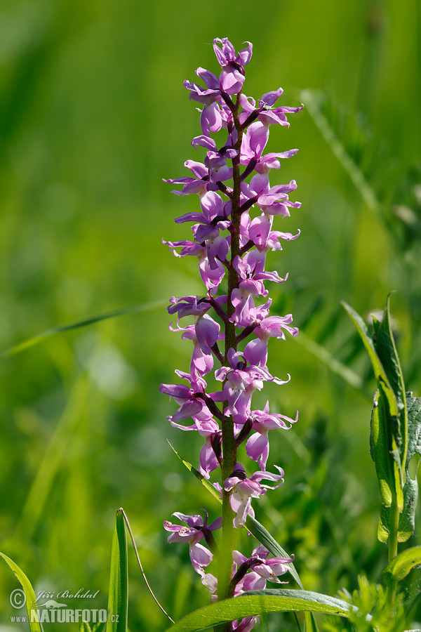 Orchis mascula subsp. speciosa