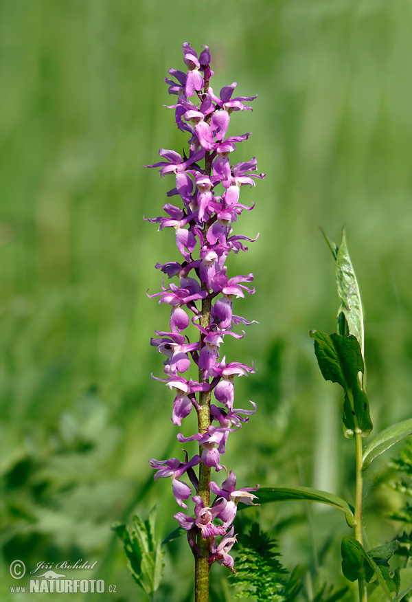 Orchis mascula subsp. speciosa