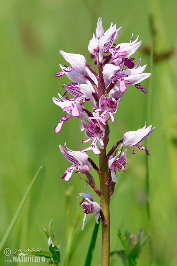 Orchis militaris