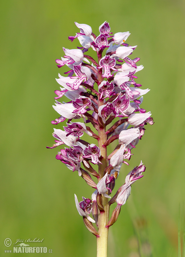 Orchis militaris