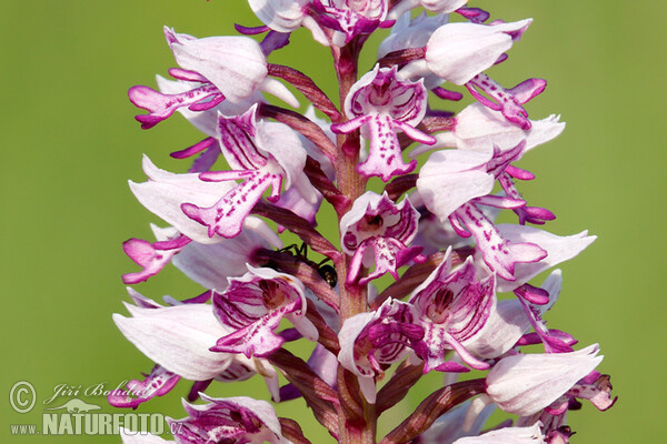 Orchis militaris