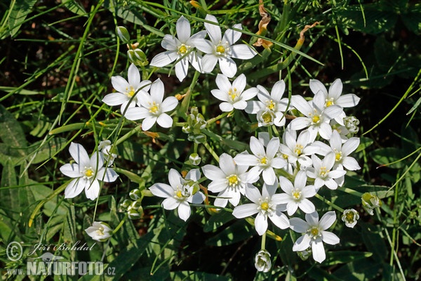 Ornithogalum kochii