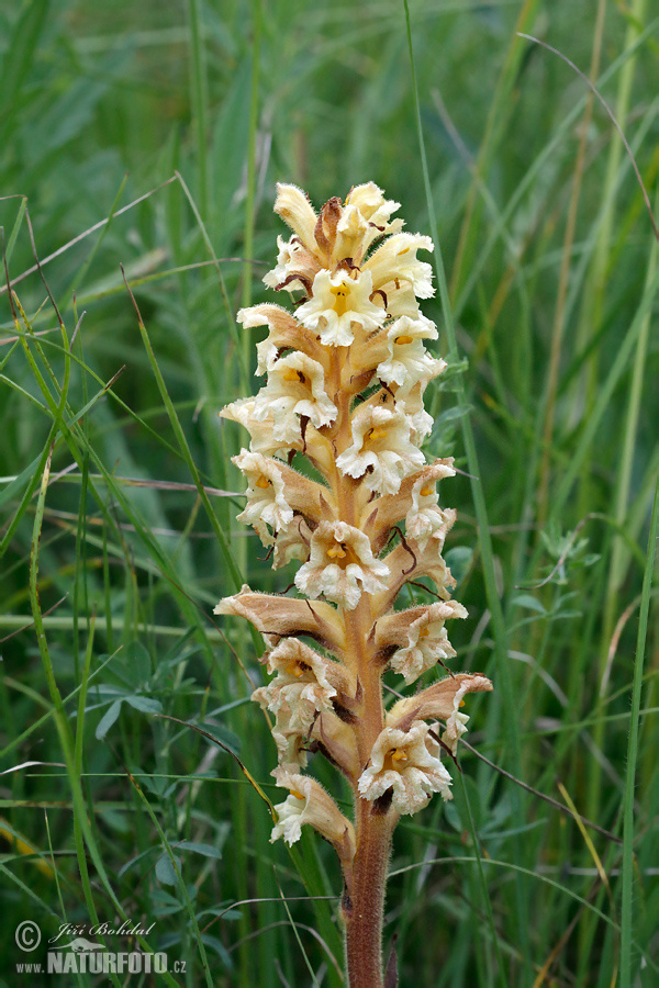 Orobanche lutea