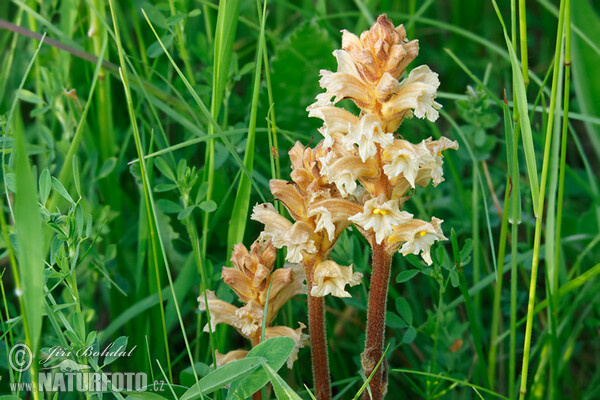 Orobanche lutea