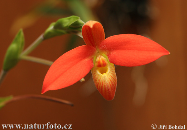 Orquídea