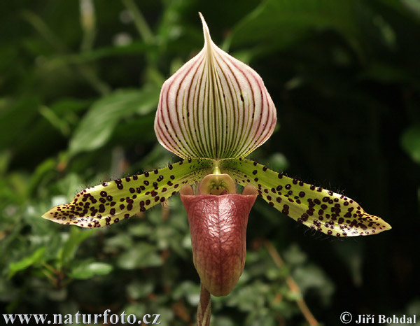 Orquídea