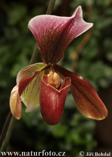 Orquídea