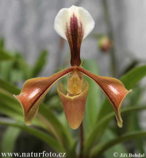 Orquídia