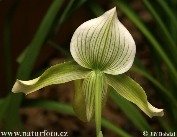 Orquídia