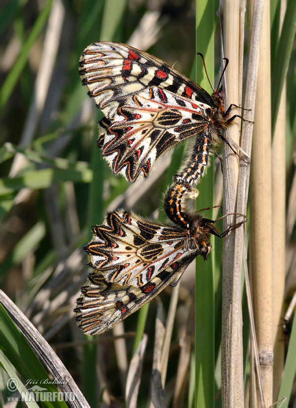 Osterluzeifalter