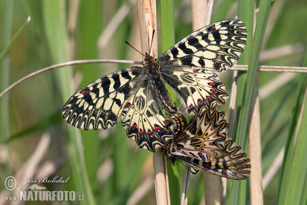 Osterluzeifalter