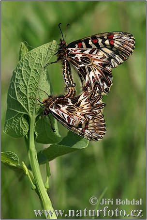 Osterluzeifalter