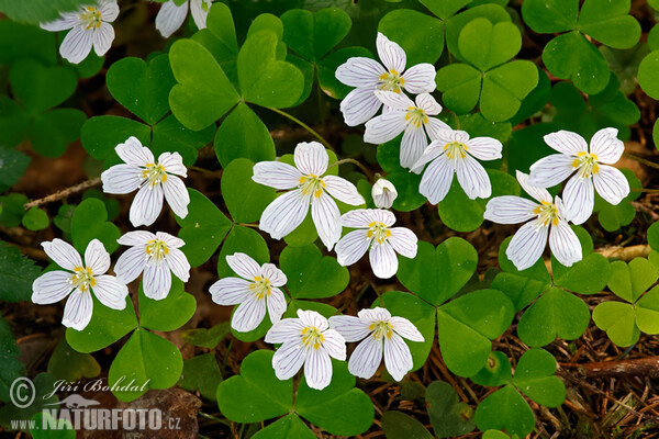 Oxalis acetosella