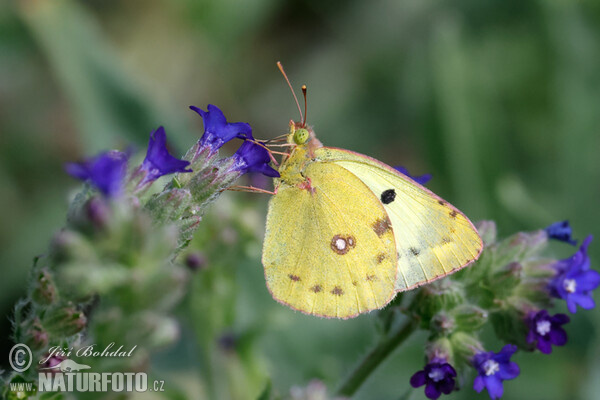 Pale Clouded Yellow (Colias hyale)