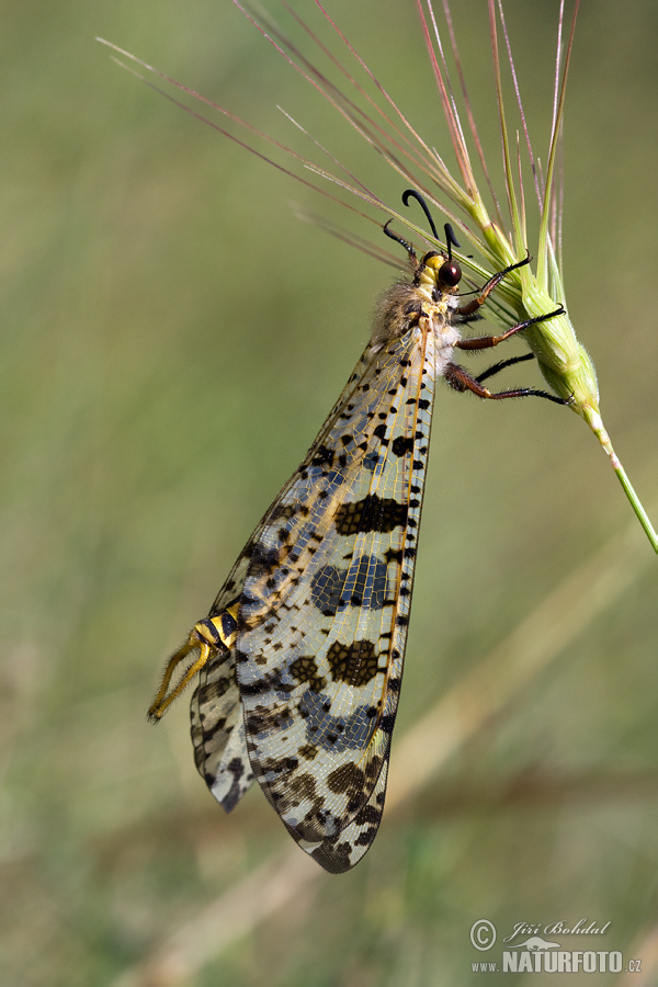 Palpares libelluloides