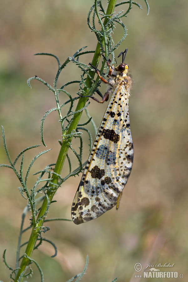 Palpares libelluloides