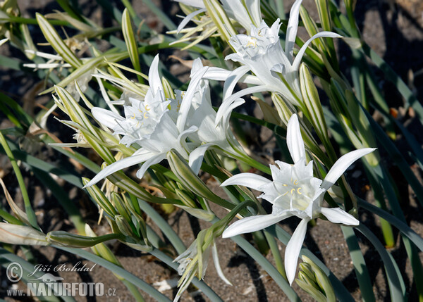 Pancratium maritimum