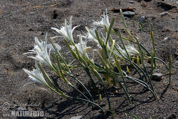 Pancratium maritimum