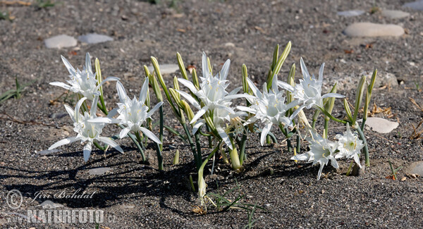 Pancratium maritimum